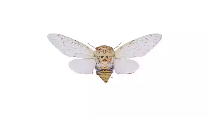 Platyloma Radah India