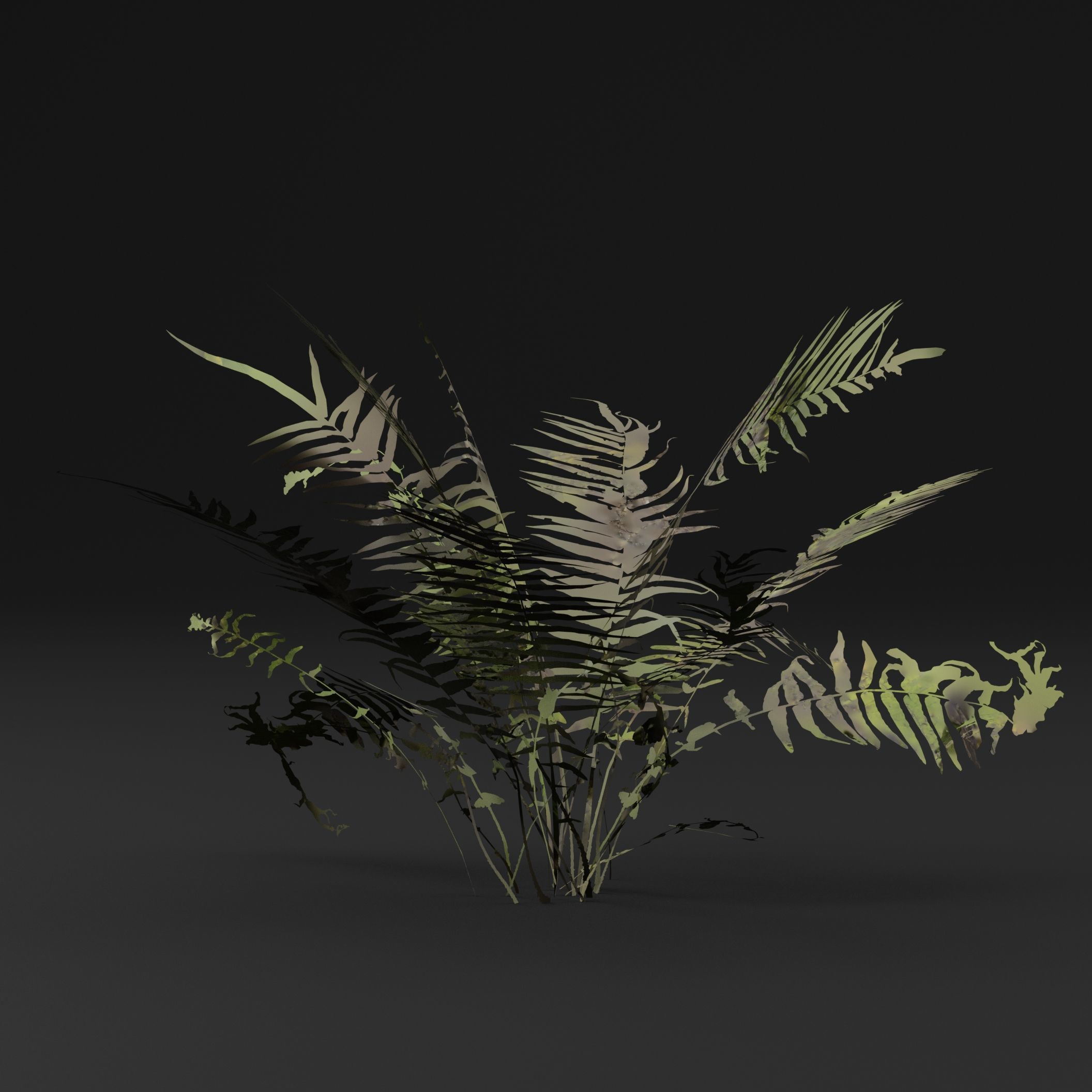 Fern Plant 3D model_5
