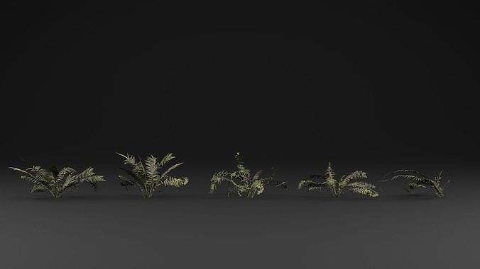 Fern 2 3D model