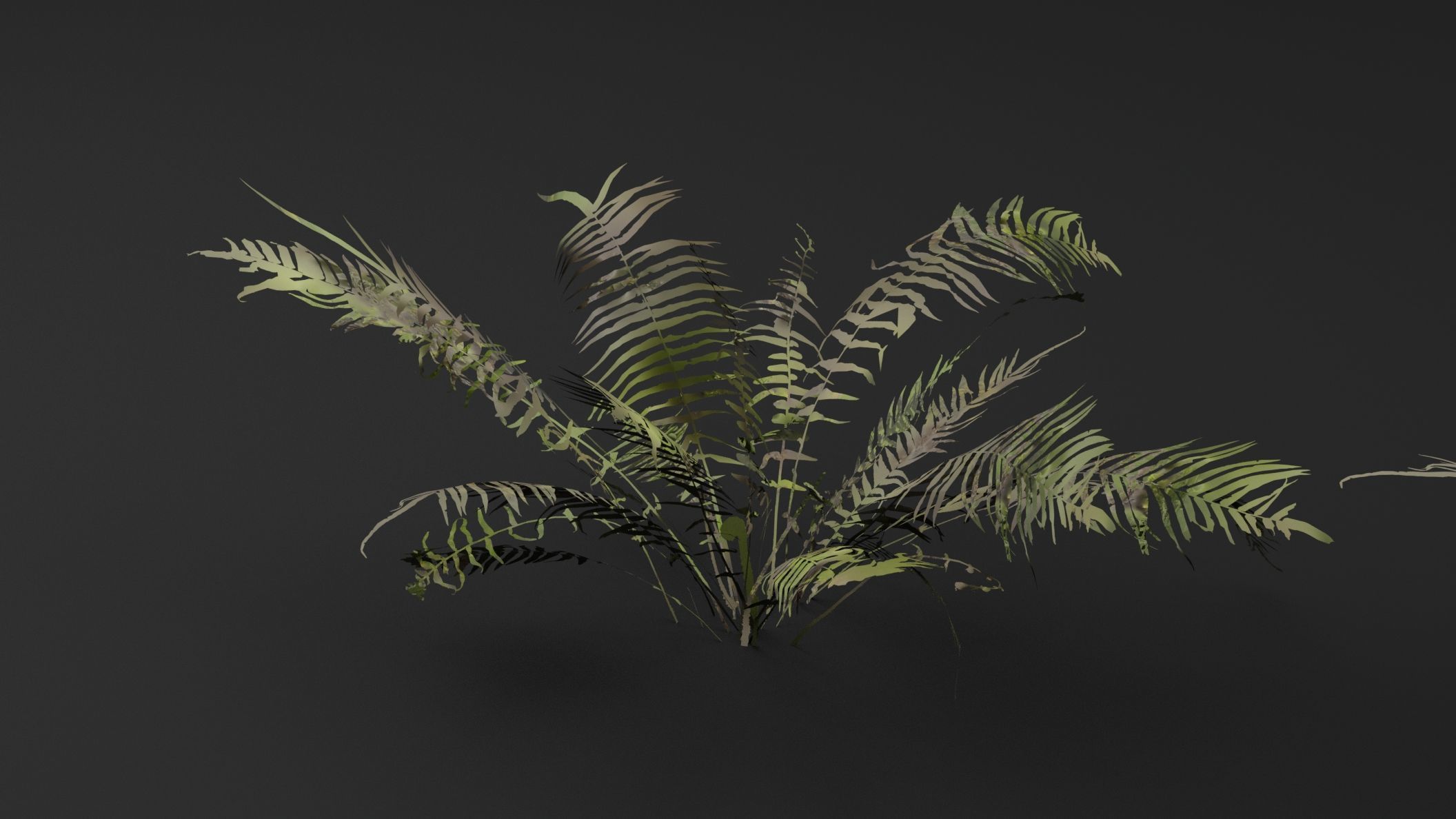 Fern Plant 3D model_0