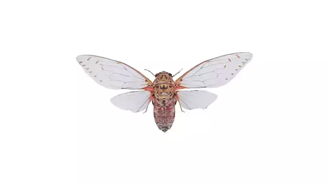 Pomponia Imperatoria Malaysia