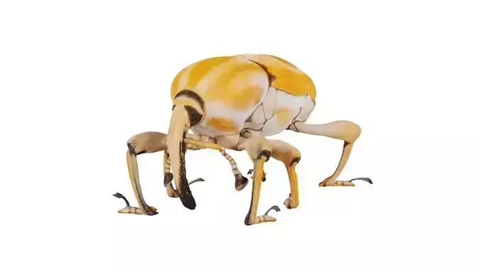 Poteriophorus Monilifasciatus Low-poly 3D model