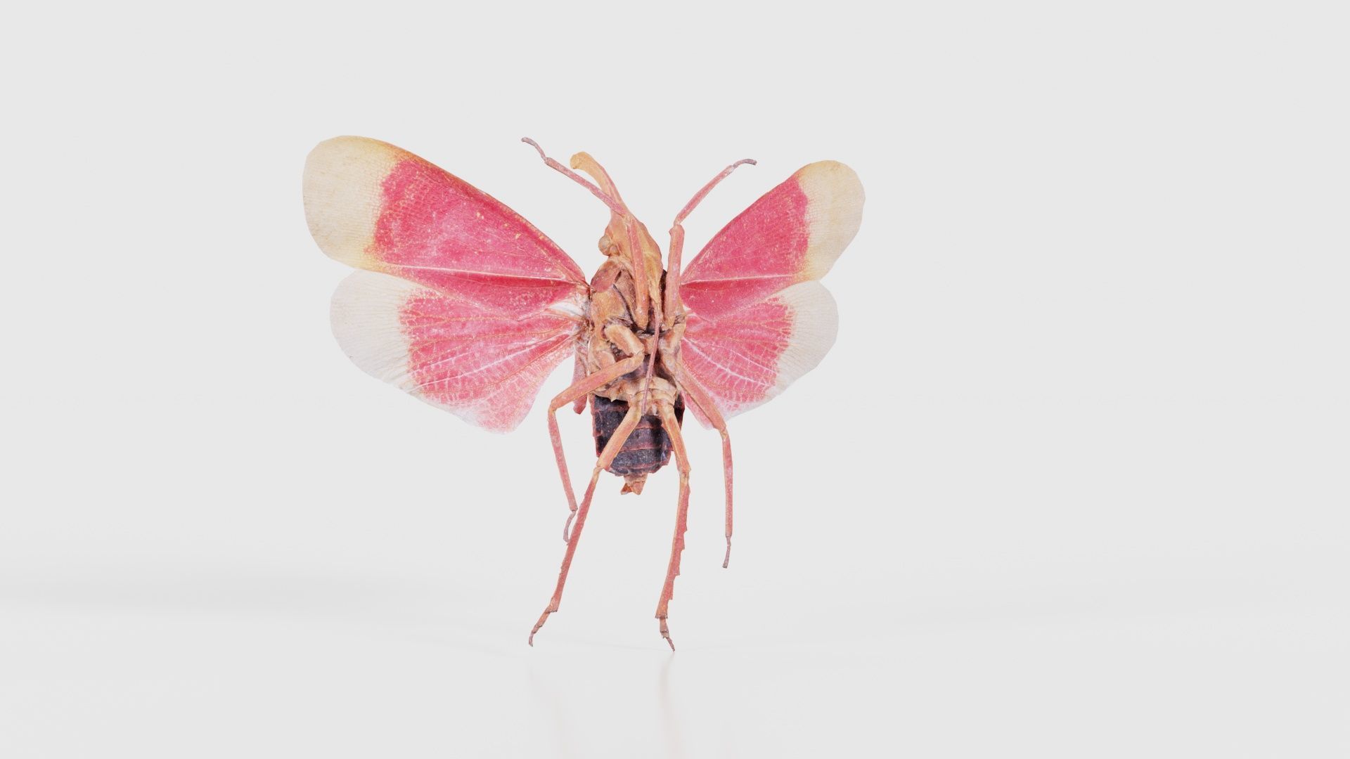 Pyrops Hamdjahi Peleng Low-poly 3D model_22