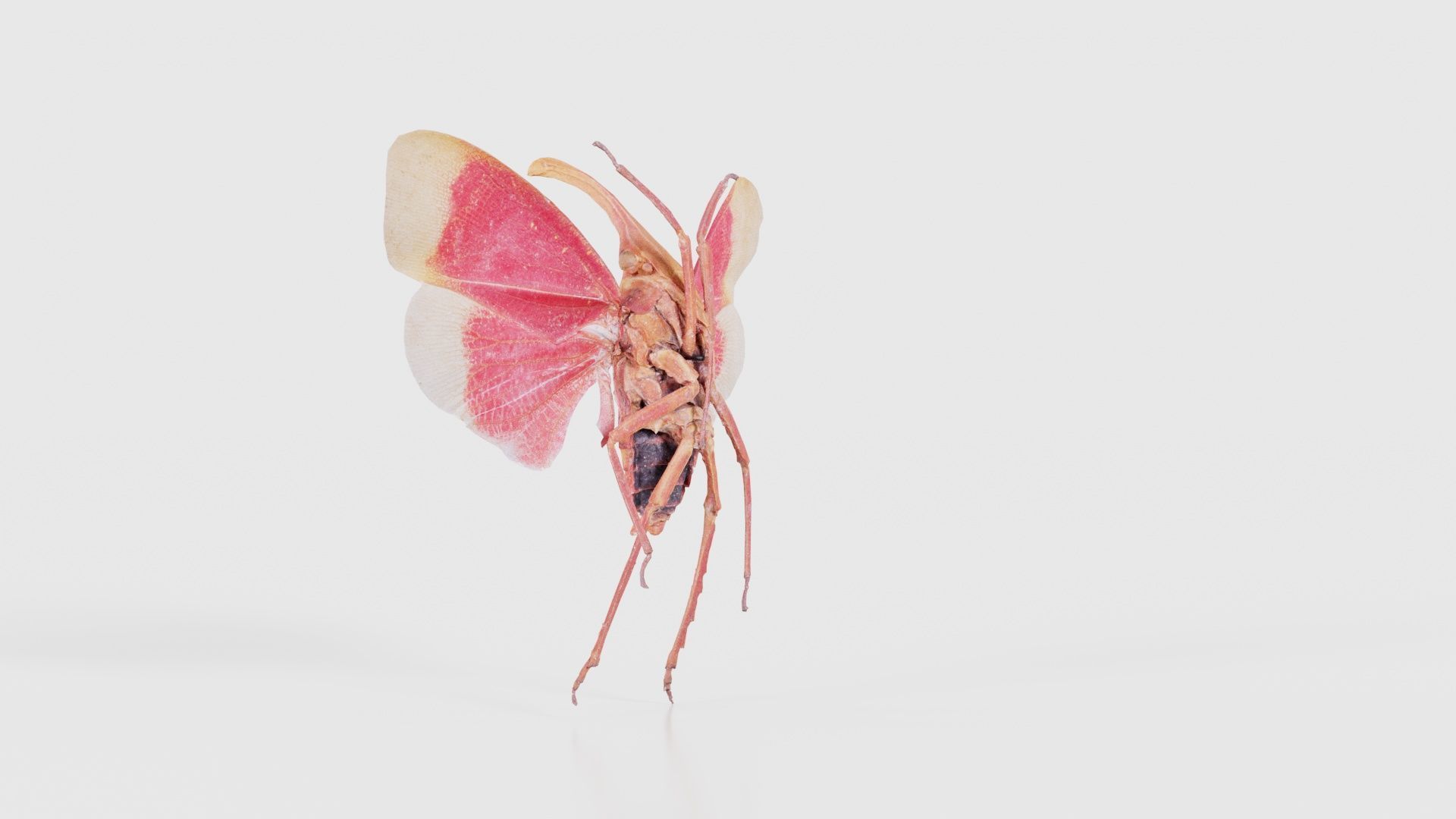 Pyrops Hamdjahi Peleng Low-poly 3D model_23