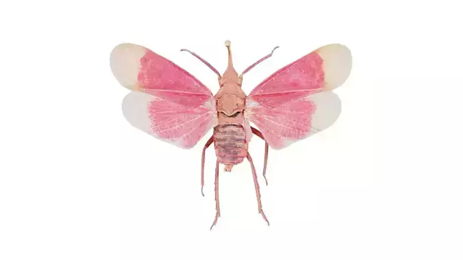 Pyrops Hamdjahi Peleng