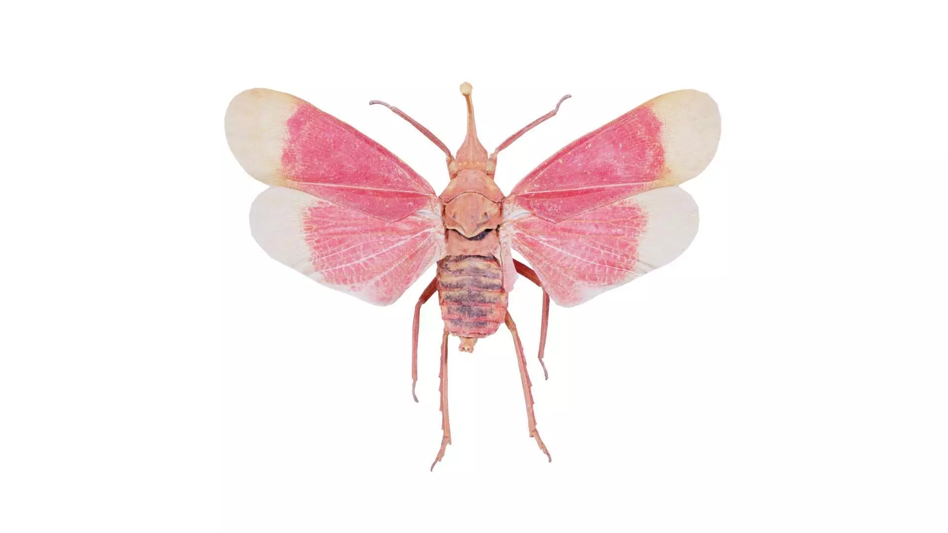 Pyrops Hamdjahi Peleng Low-poly 3D model_0