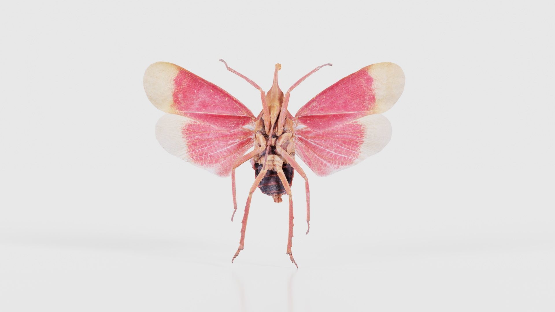 Pyrops Hamdjahi Peleng Low-poly 3D model_21