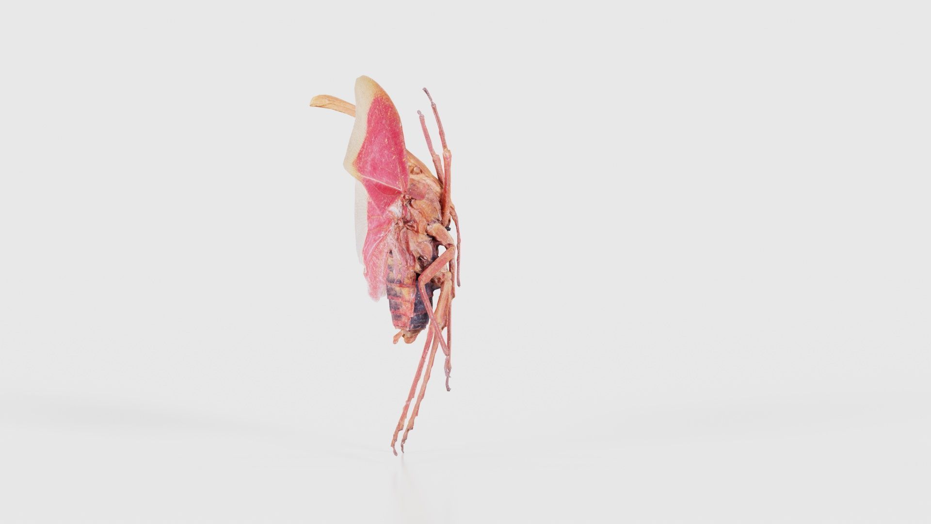 Pyrops Hamdjahi Peleng Low-poly 3D model_24