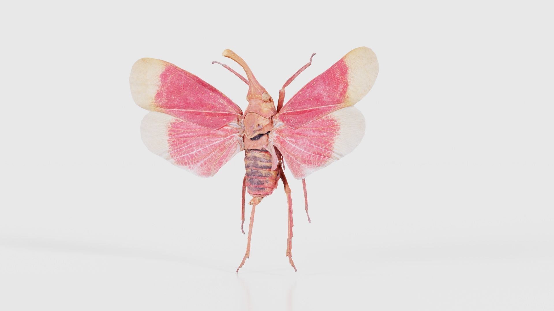 Pyrops Hamdjahi Peleng Low-poly 3D model_26