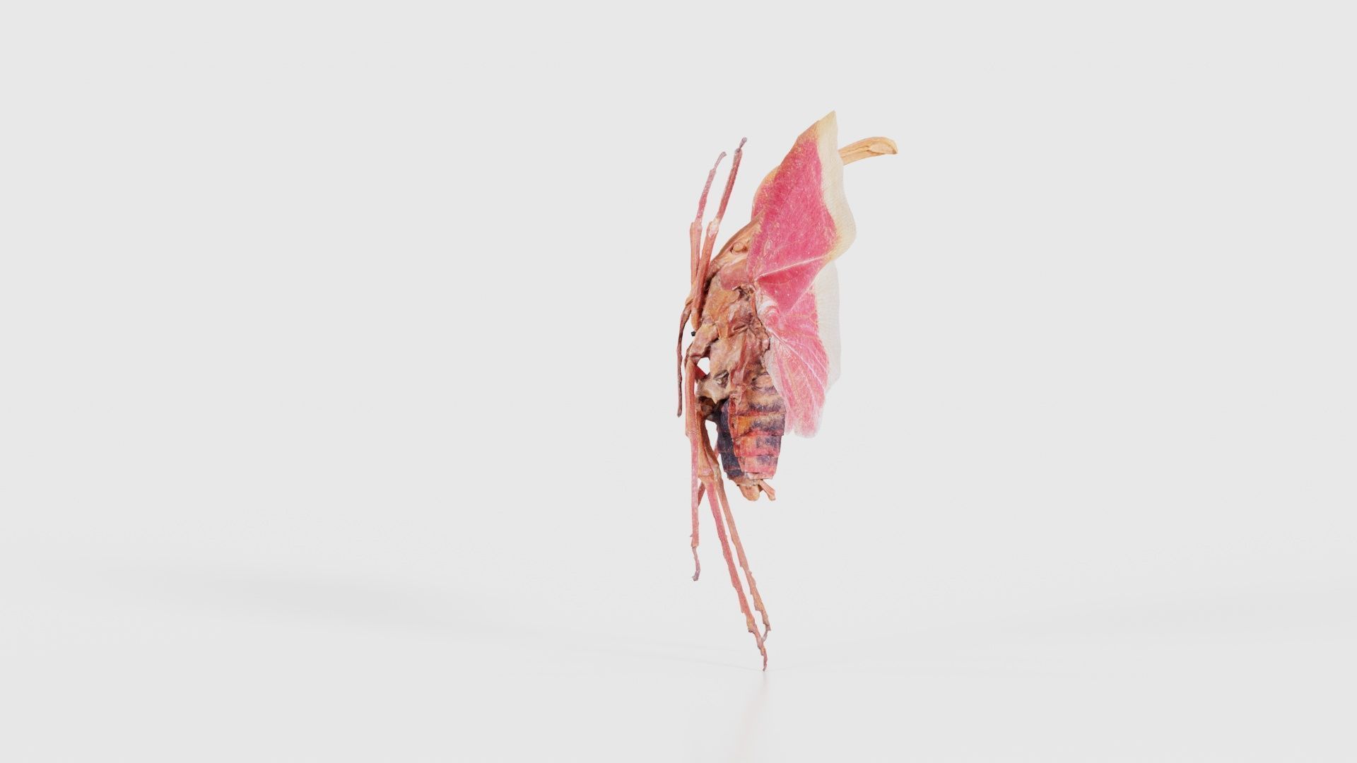 Pyrops Hamdjahi Peleng Low-poly 3D model_18