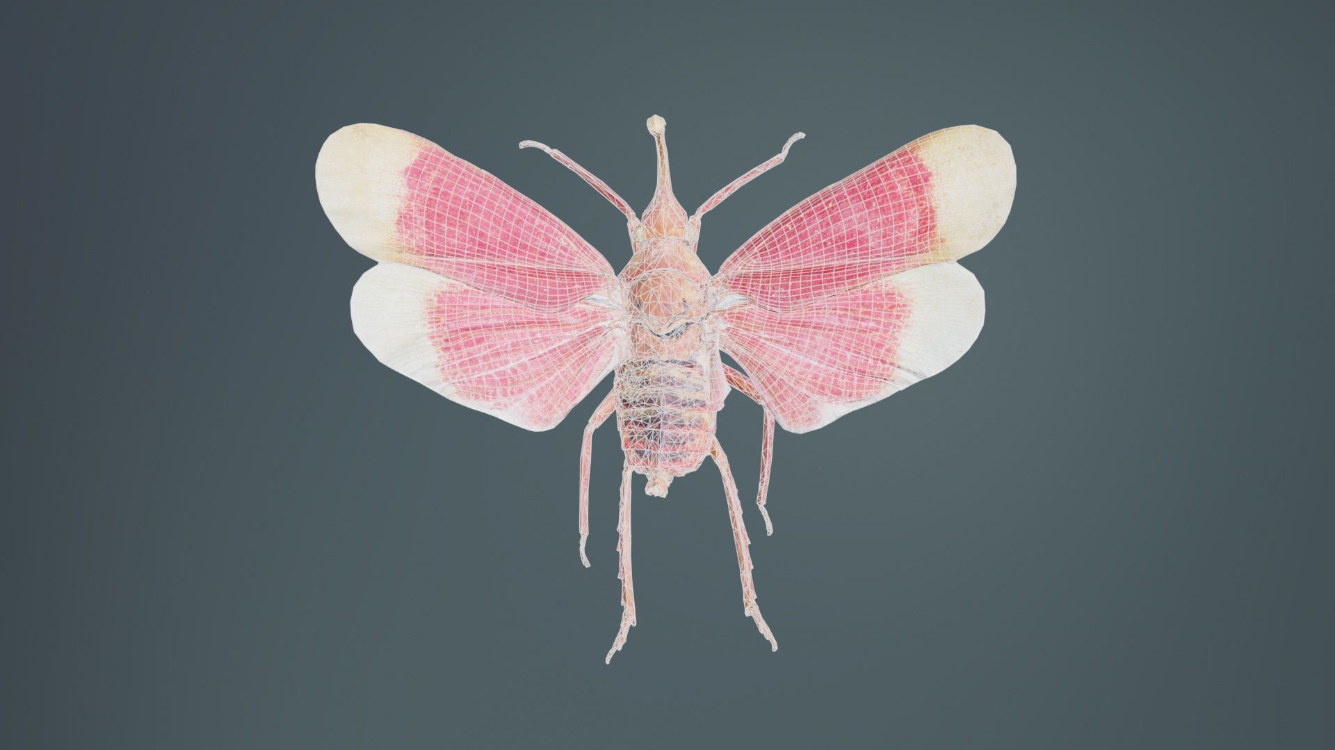 Pyrops Hamdjahi Peleng Low-poly 3D model_9