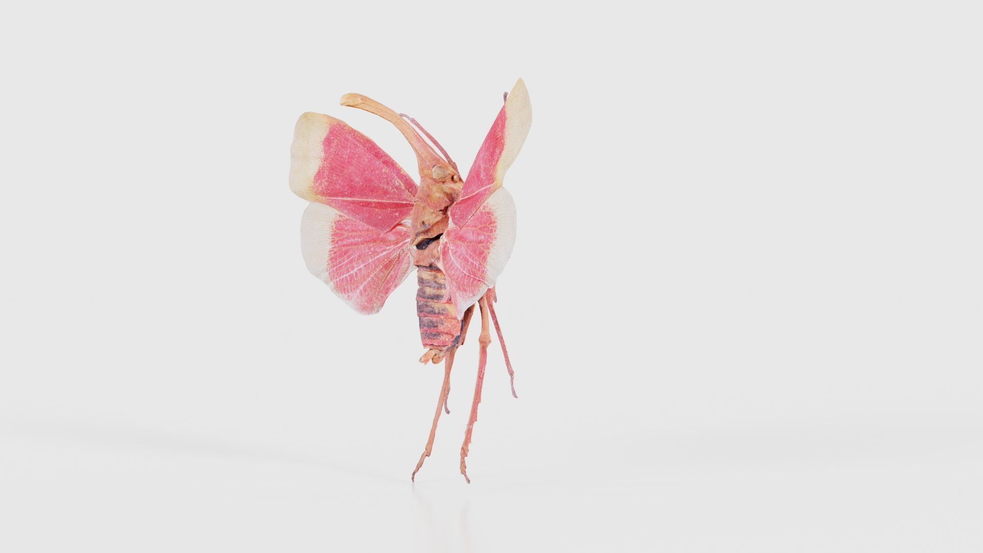 Pyrops Hamdjahi Peleng Low-poly 3D model_25