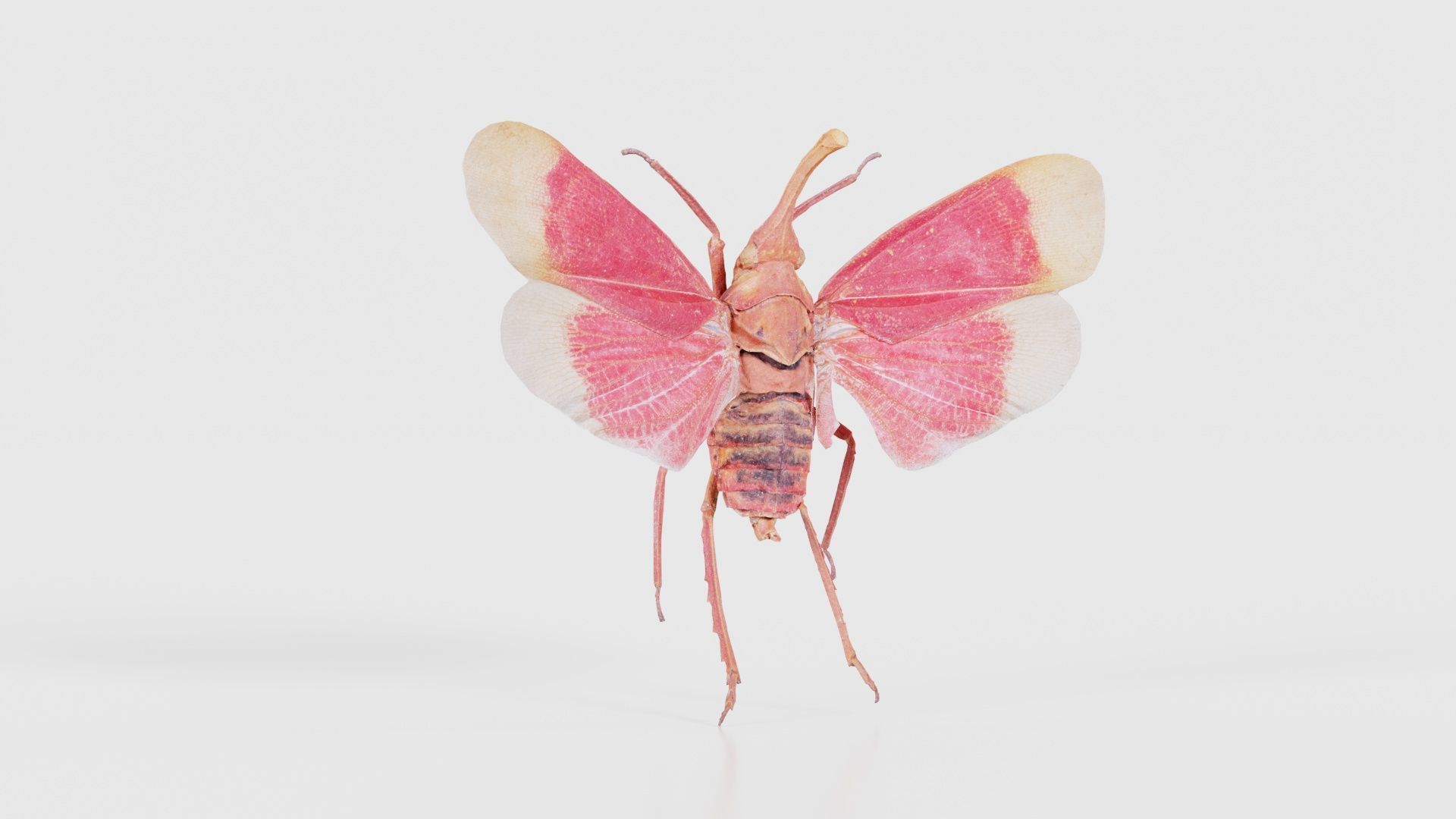 Pyrops Hamdjahi Peleng Low-poly 3D model_16