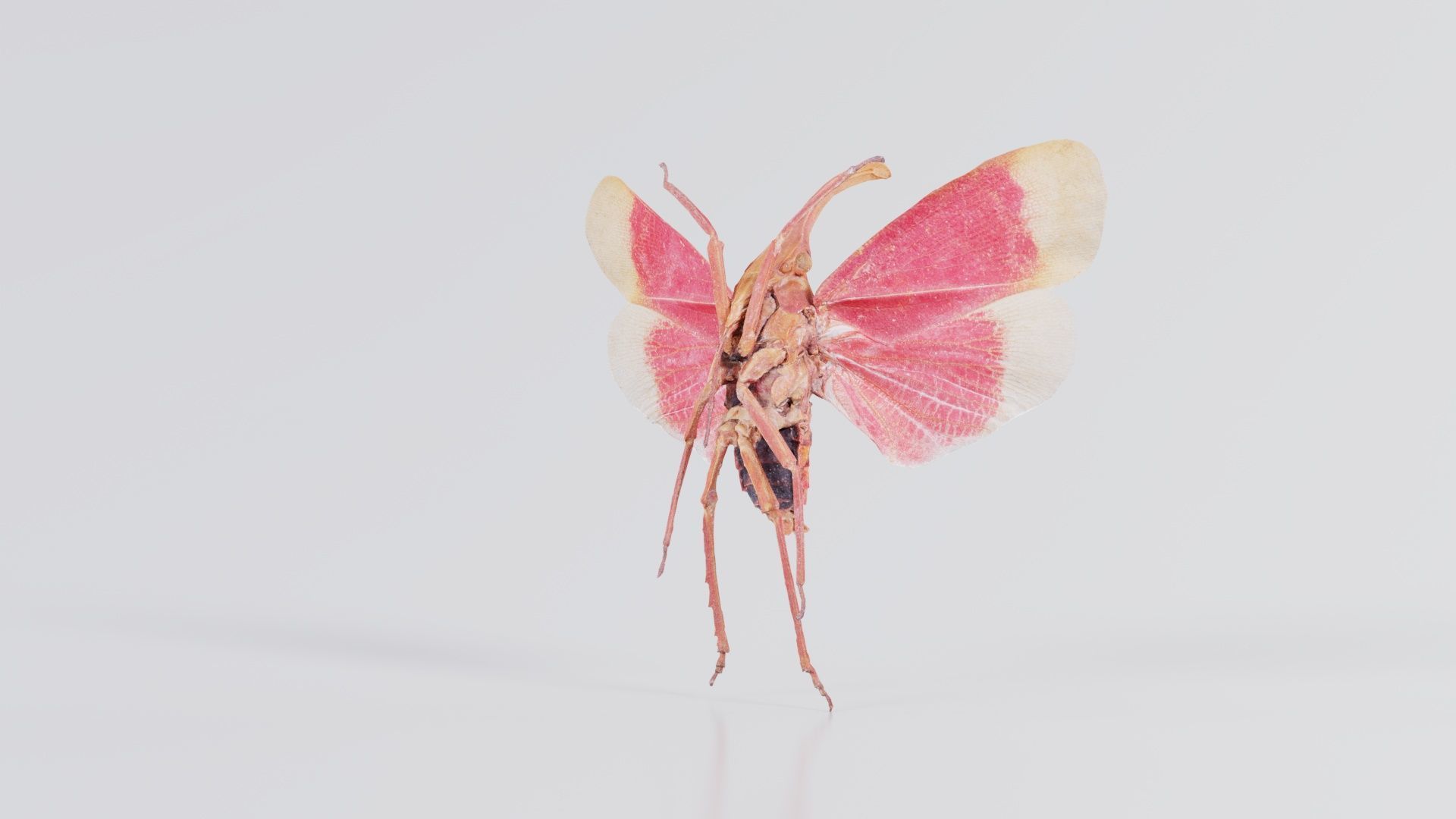 Pyrops Hamdjahi Peleng Low-poly 3D model_5