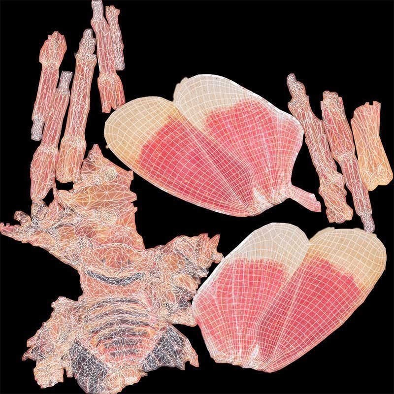 Pyrops Hamdjahi Peleng Low-poly 3D model_14