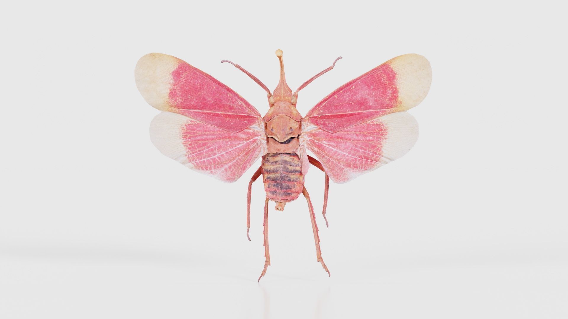 Pyrops Hamdjahi Peleng Low-poly 3D model_15