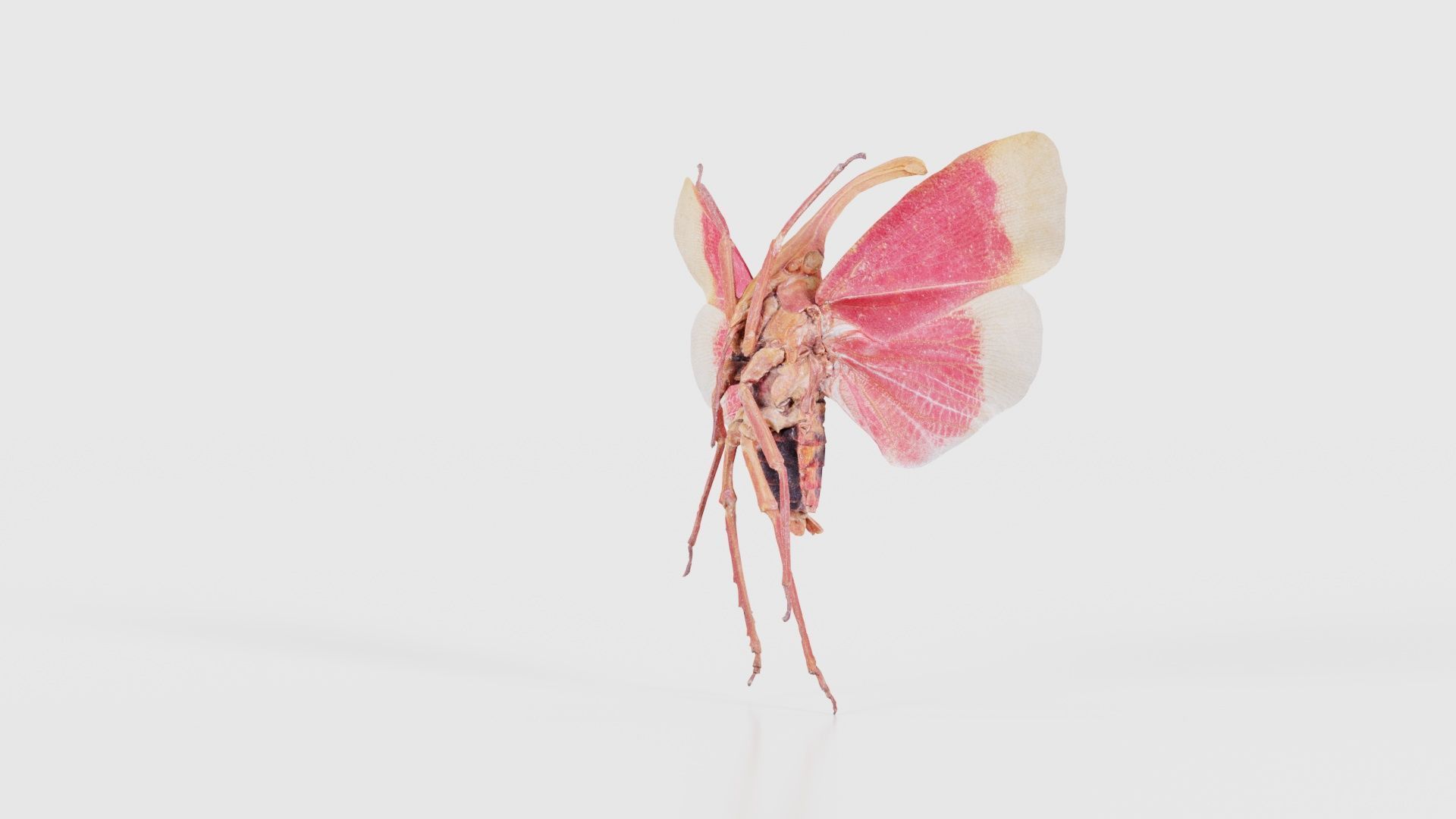 Pyrops Hamdjahi Peleng Low-poly 3D model_19