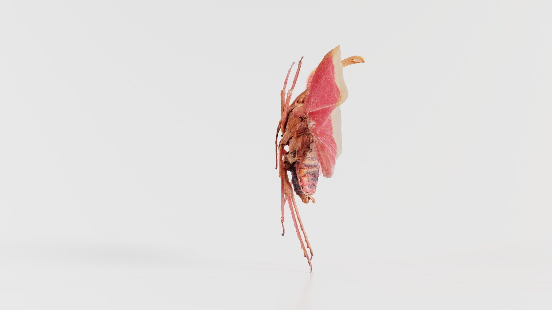 Pyrops Hamdjahi Peleng Low-poly 3D model_3