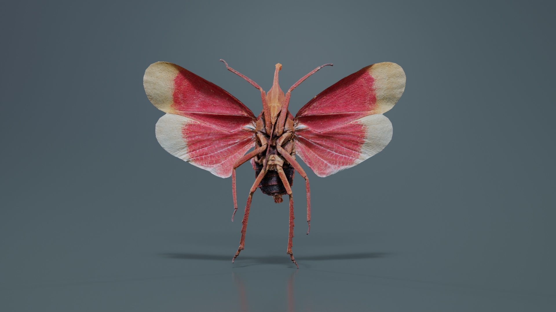 Pyrops Hamdjahi Peleng Low-poly 3D model_2