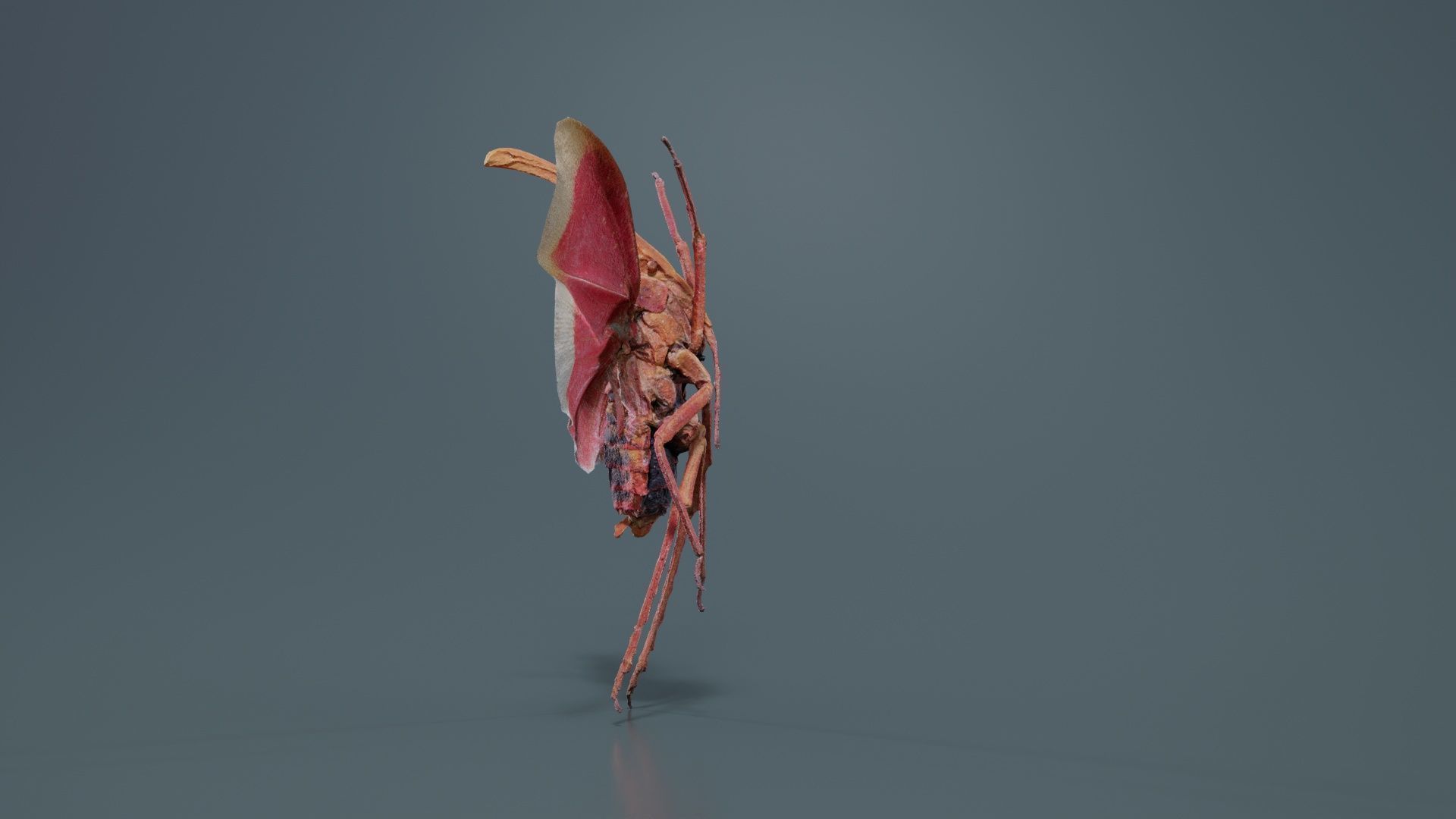 Pyrops Hamdjahi Peleng Low-poly 3D model_7