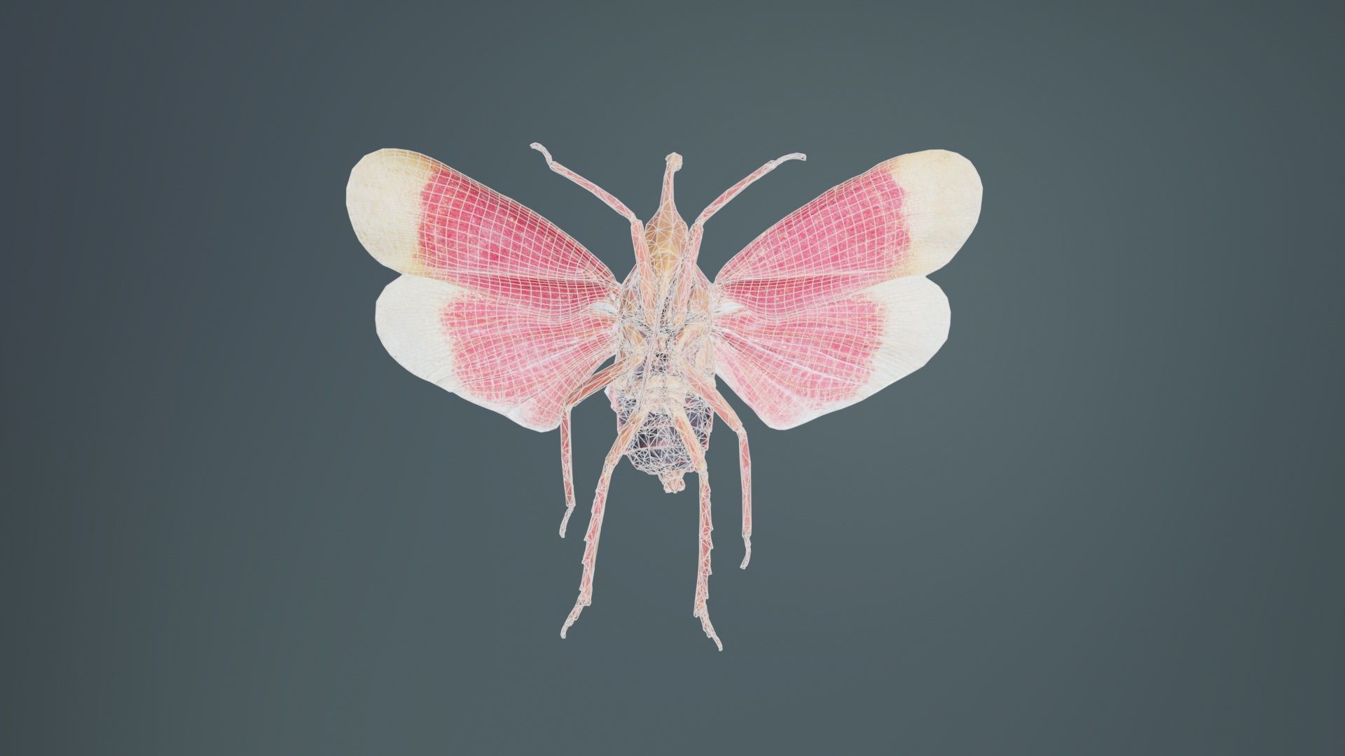 Pyrops Hamdjahi Peleng Low-poly 3D model_10