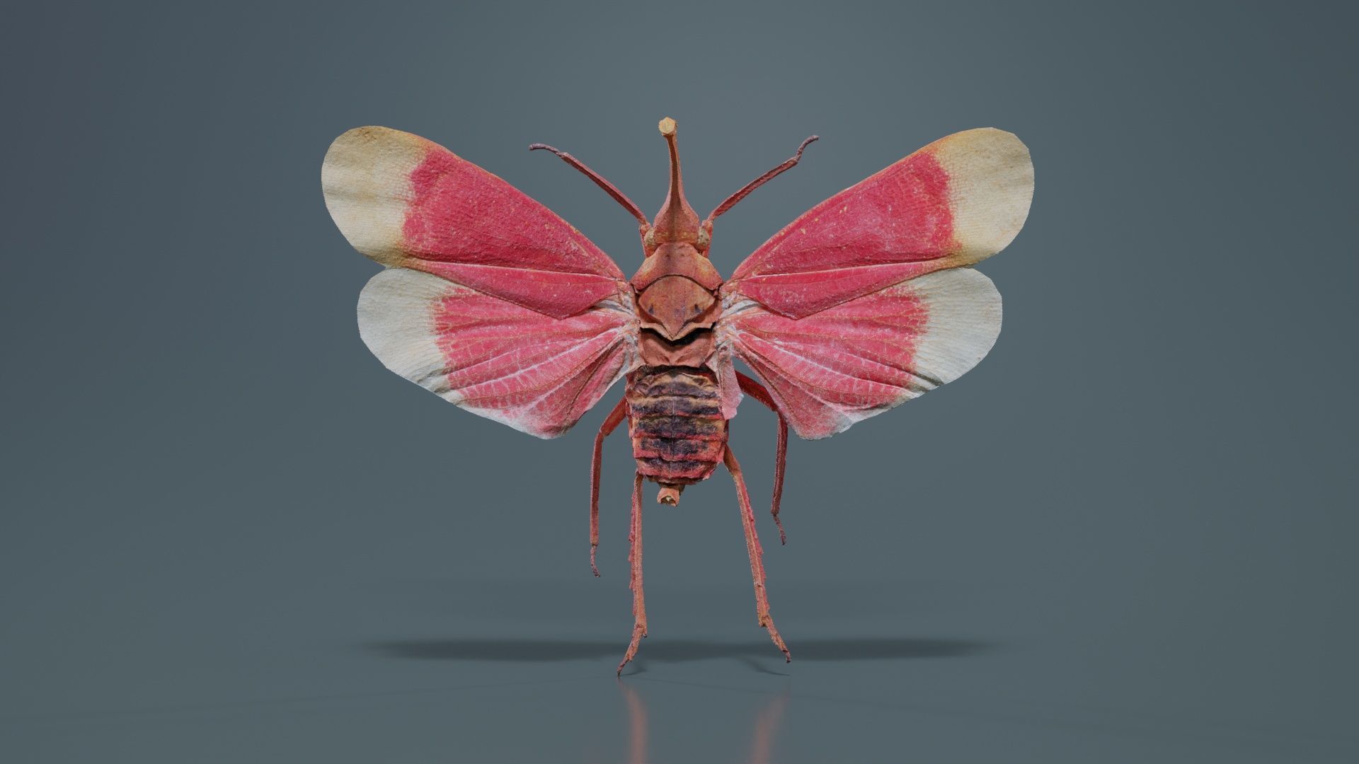 Pyrops Hamdjahi Peleng Low-poly 3D model_8