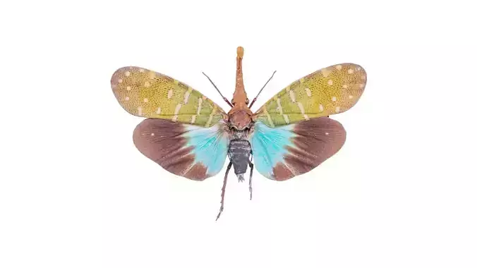 Pyrops Pyrorgyncha Borneo