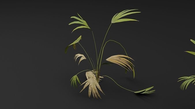 Fan Palm 3D model