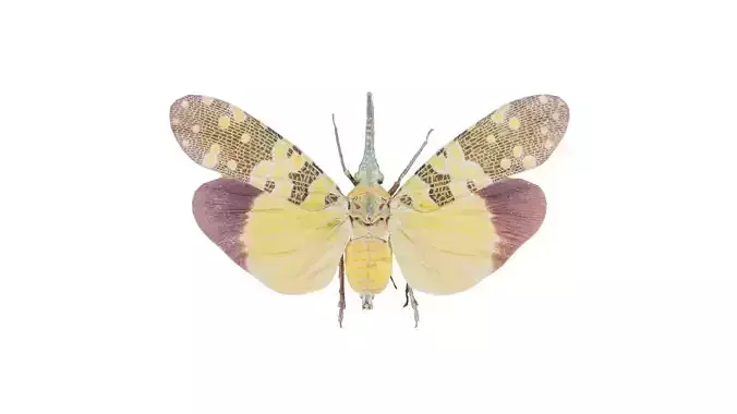 Pyrops Spinolae Cambodia Low-poly 3D model