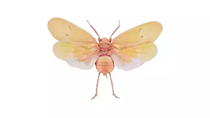 Scamandra Sanguiflua Sulawesi