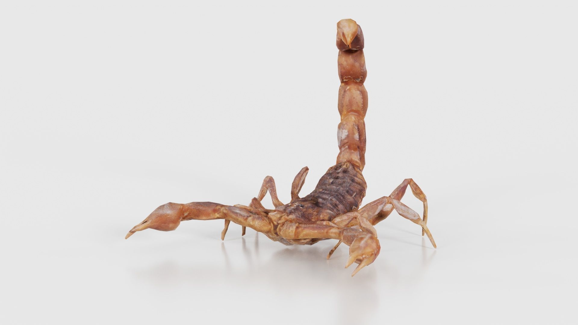 Scorpio Maurus Palmatus Scorpion Low-poly 3D model_16