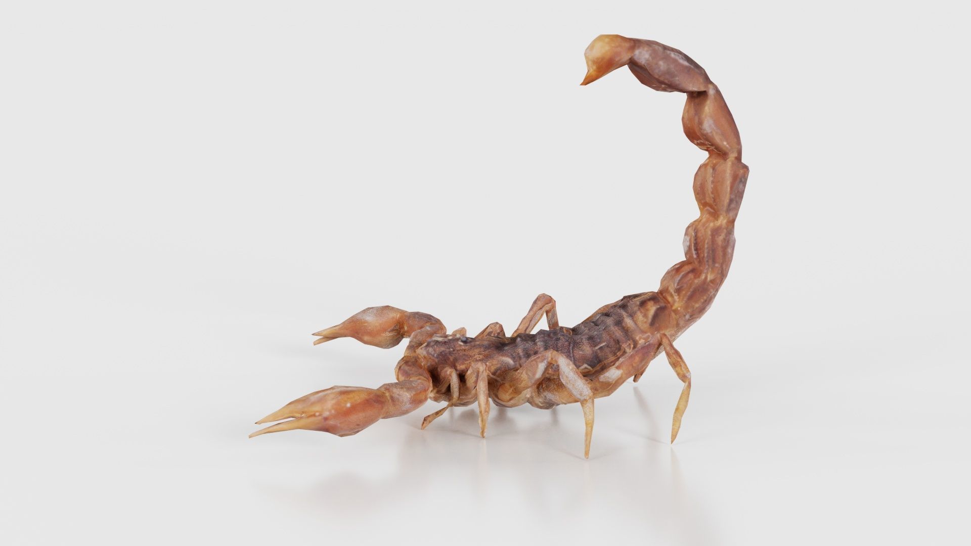 Scorpio Maurus Palmatus Scorpion Low-poly 3D model_26