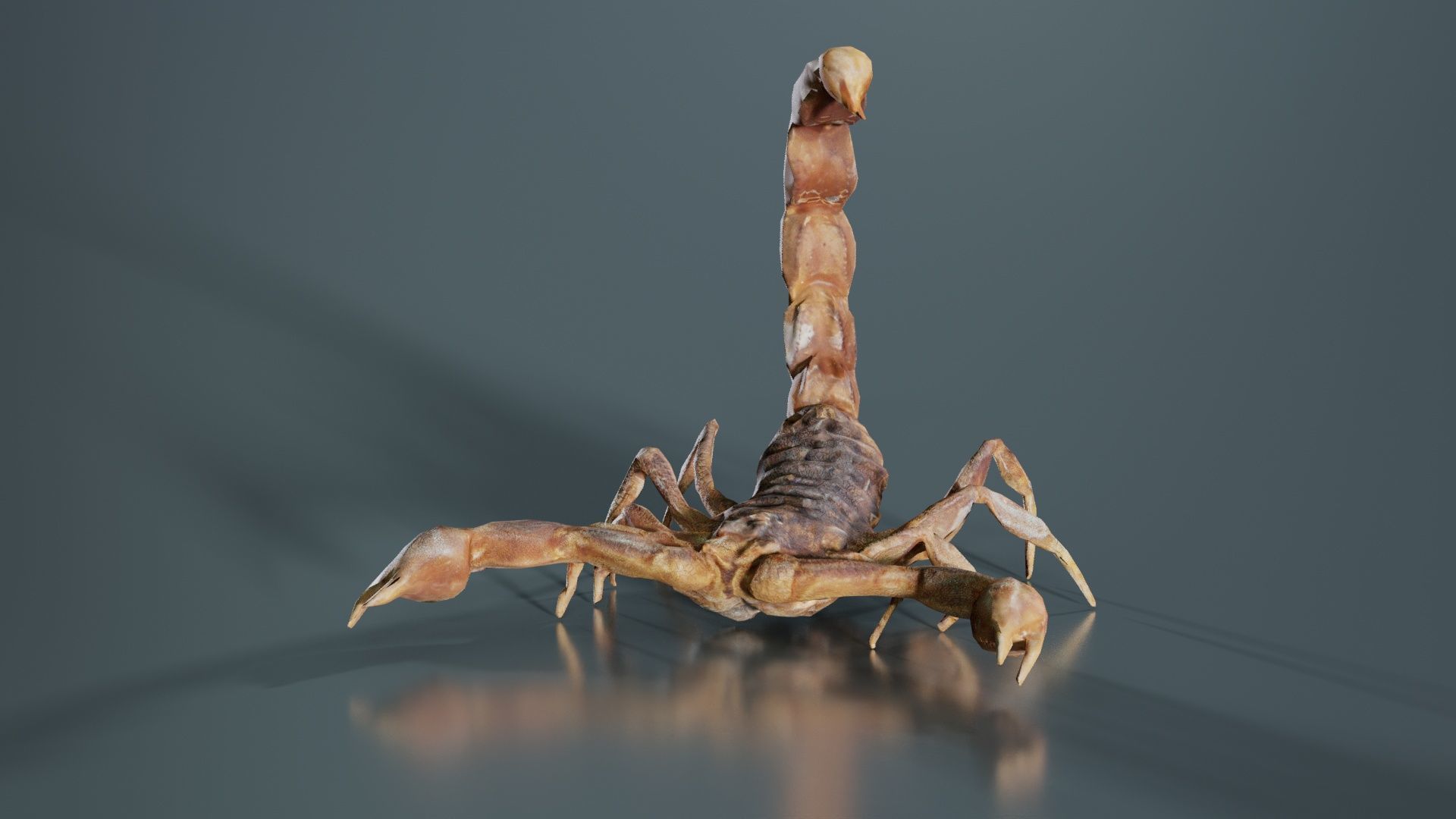Scorpio Maurus Palmatus Scorpion Low-poly 3D model_4