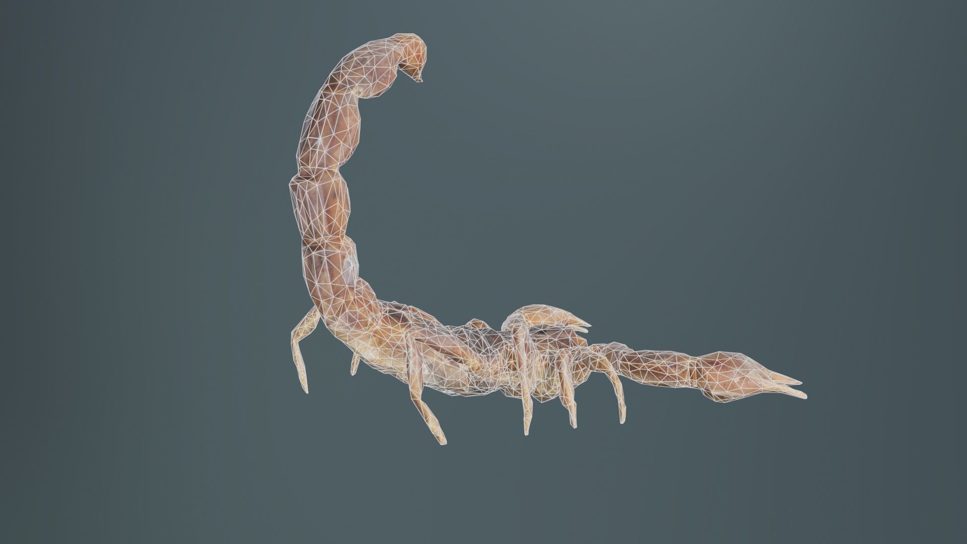 Scorpio Maurus Palmatus Scorpion Low-poly 3D model_10