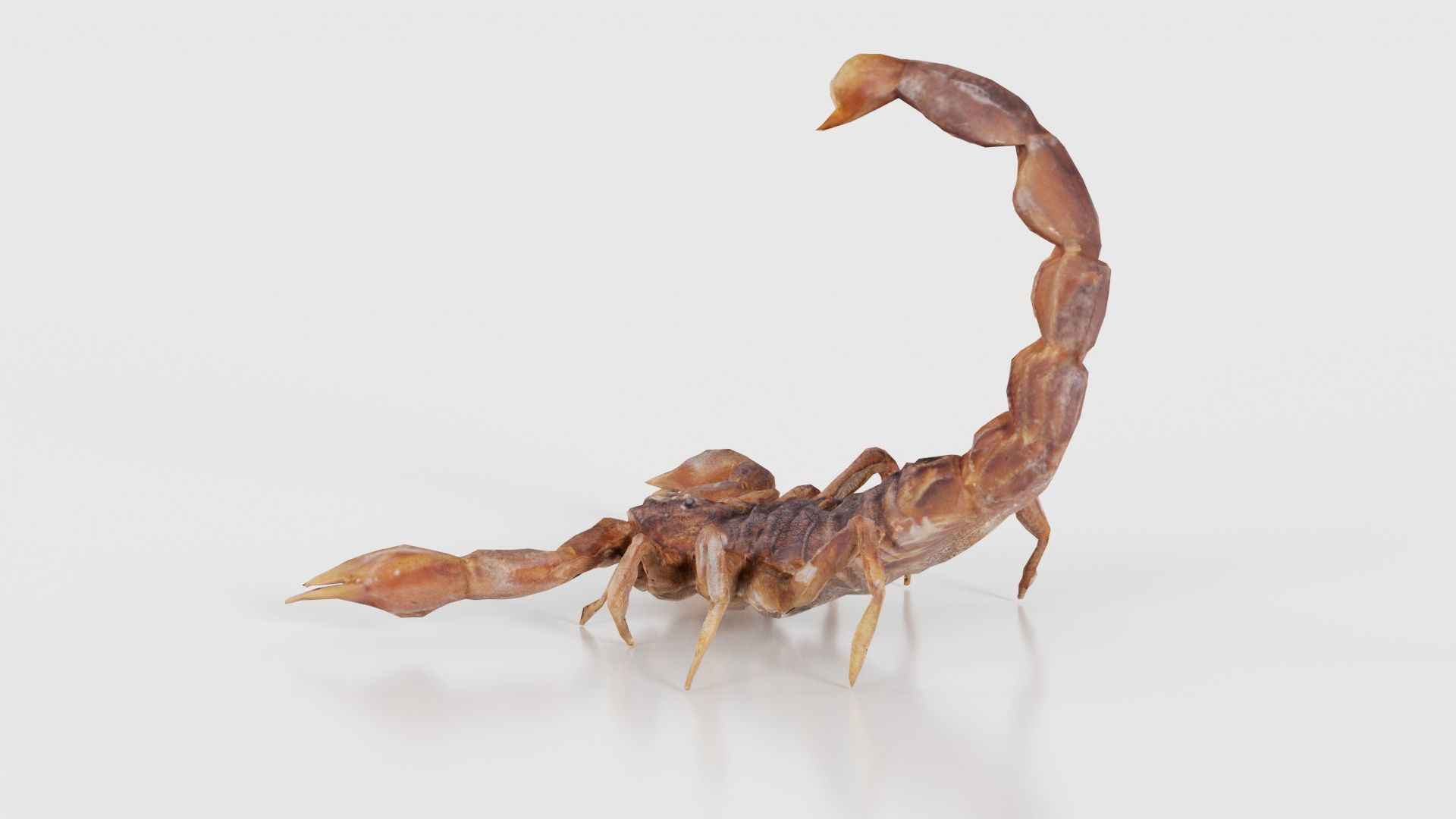 Scorpio Maurus Palmatus Scorpion Low-poly 3D model_25