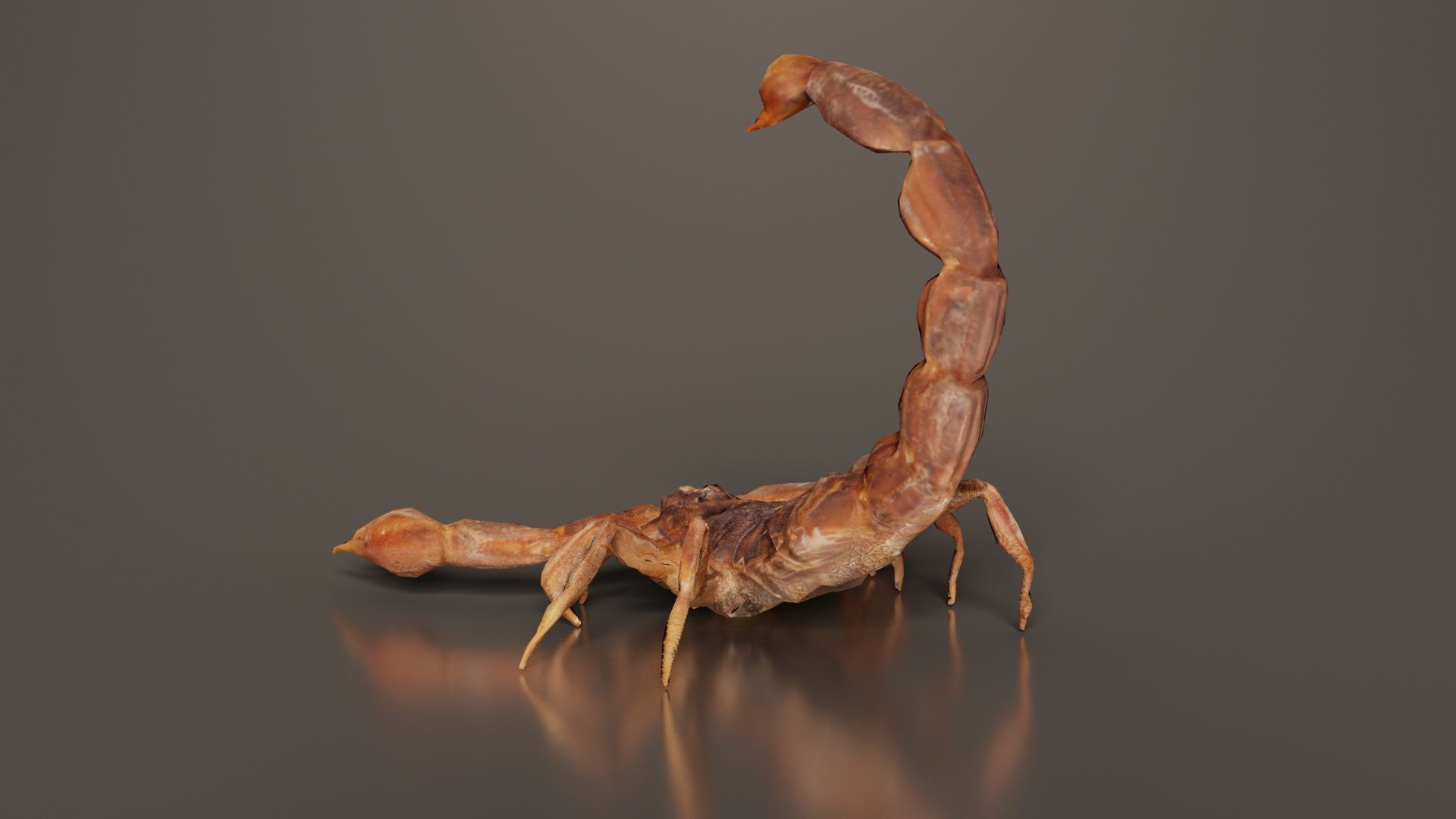 Scorpio Maurus Palmatus Scorpion Low-poly 3D model_7