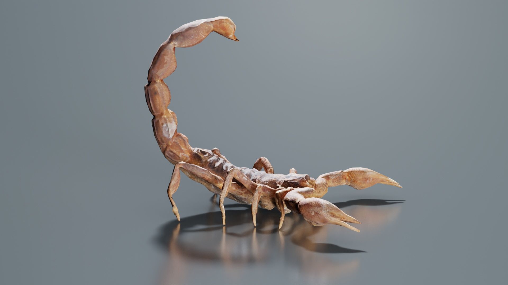 Scorpio Maurus Palmatus Scorpion Low-poly 3D model_6