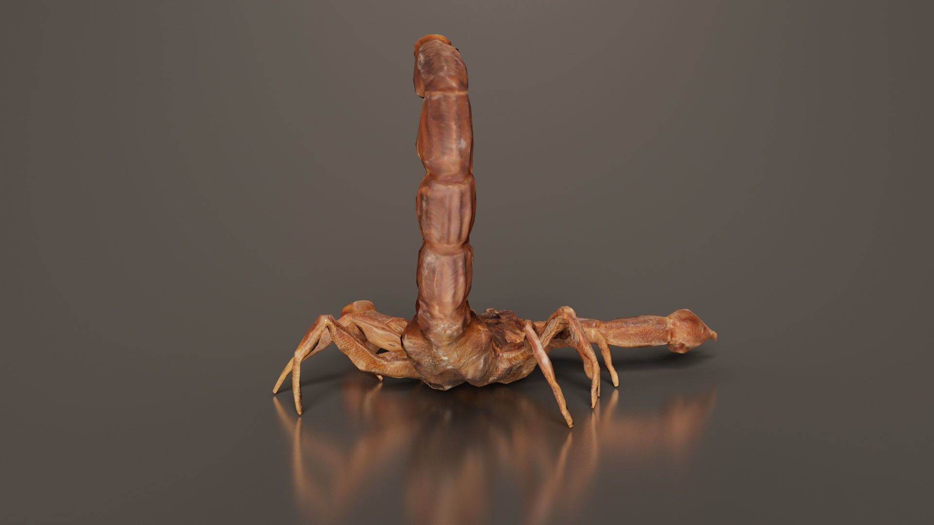 Scorpio Maurus Palmatus Scorpion Low-poly 3D model_3