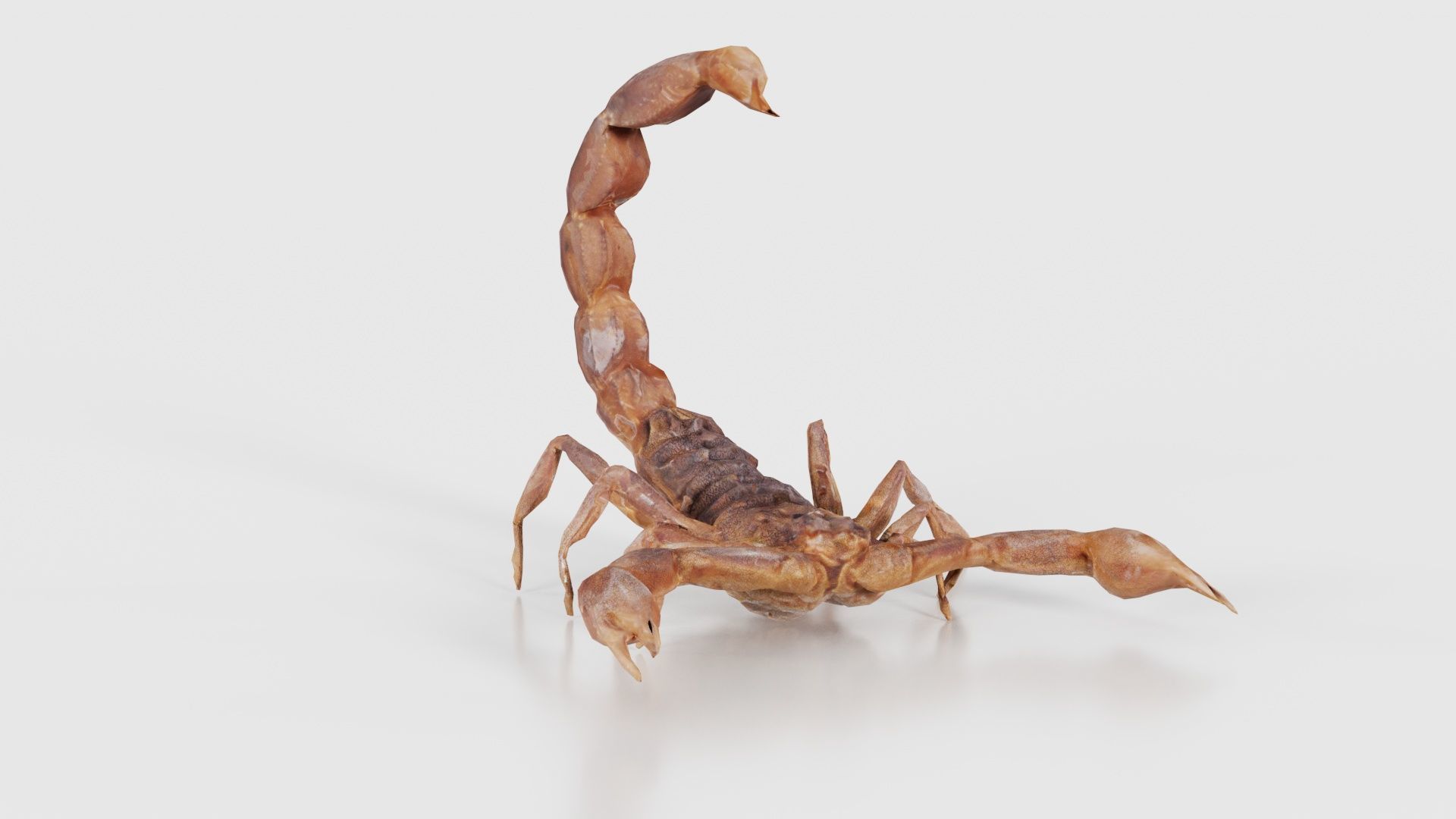 Scorpio Maurus Palmatus Scorpion Low-poly 3D model_18
