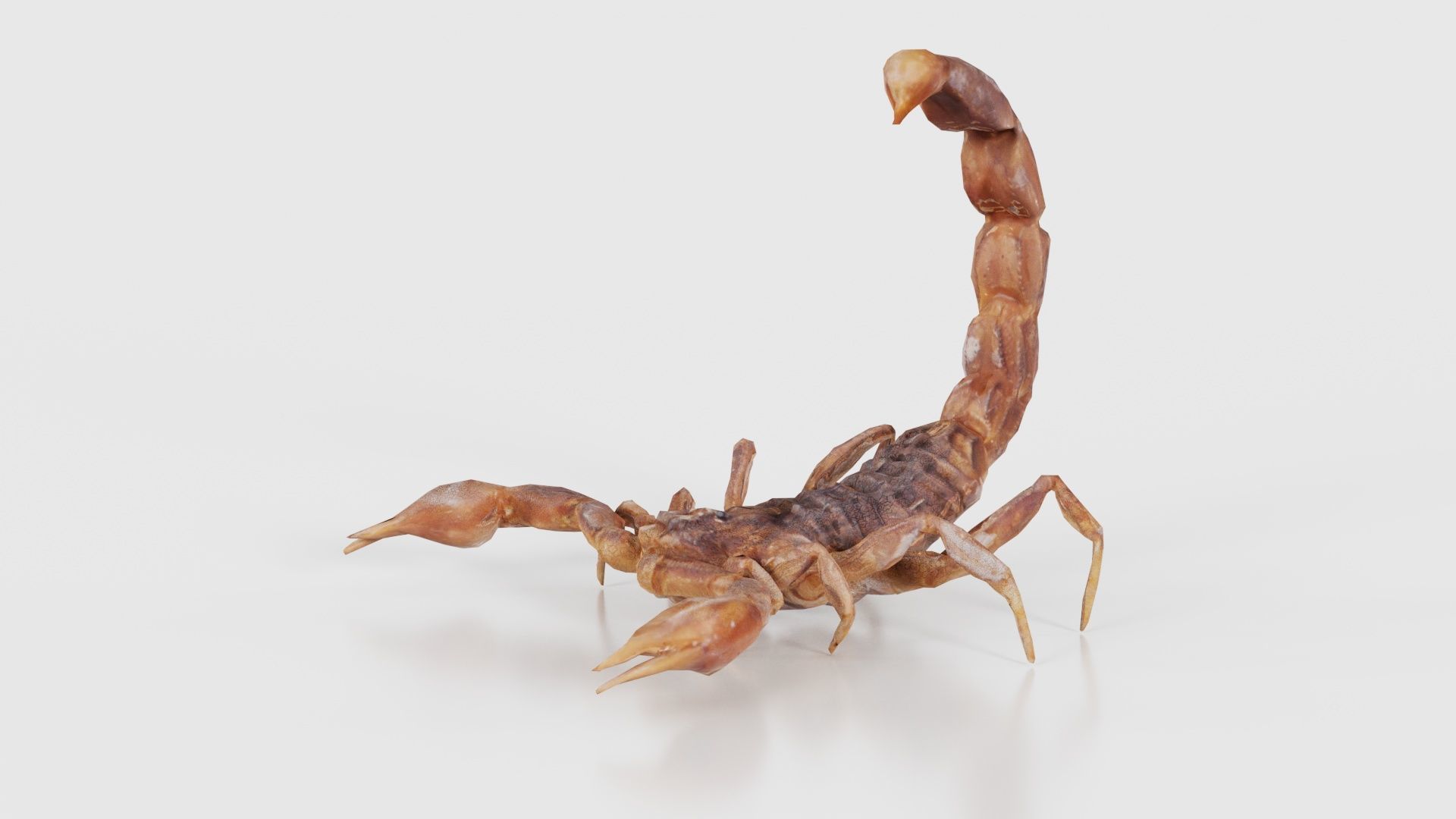 Scorpio Maurus Palmatus Scorpion Low-poly 3D model_15