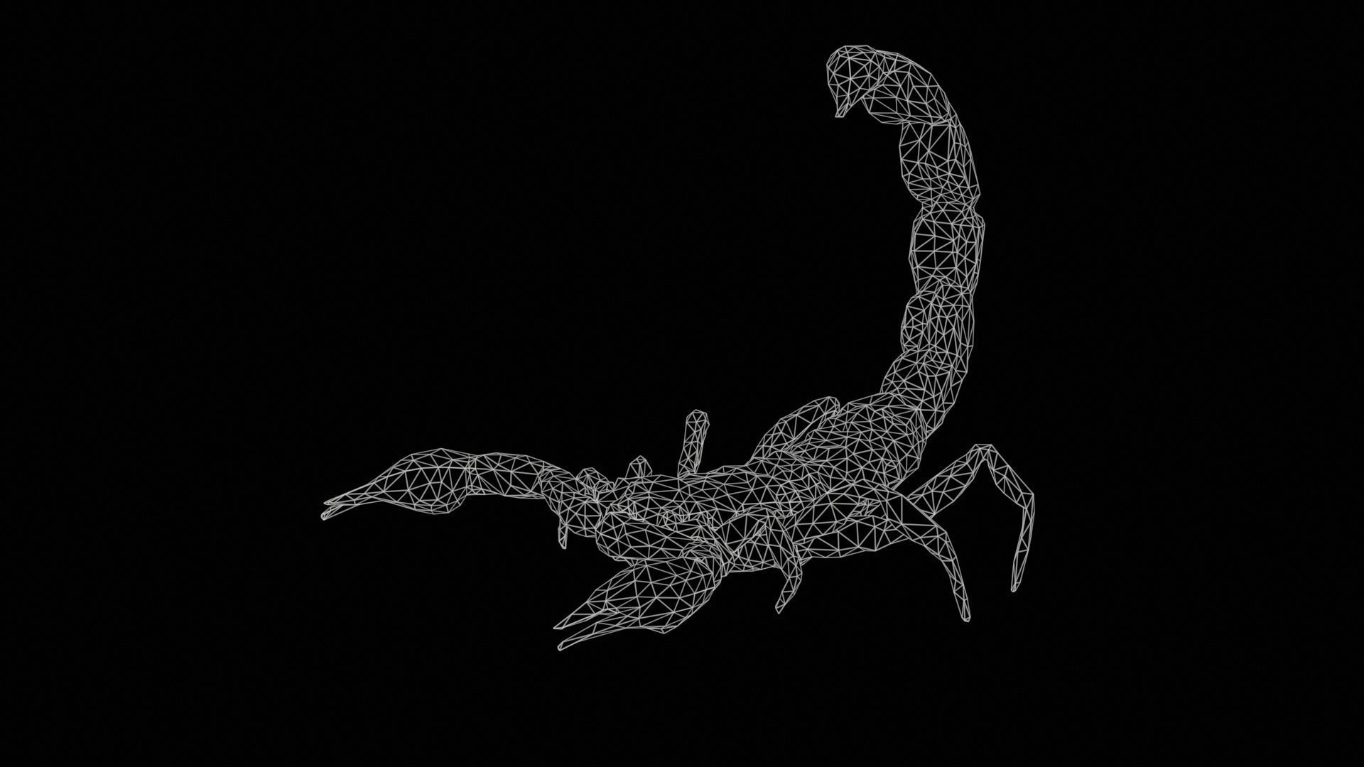 Scorpio Maurus Palmatus Scorpion Low-poly 3D model_11