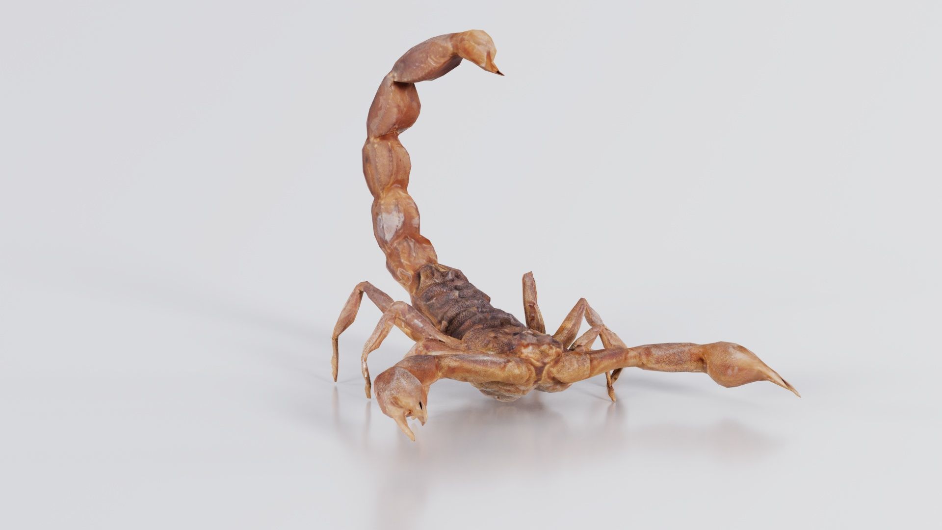 Scorpio Maurus Palmatus Scorpion Low-poly 3D model_2