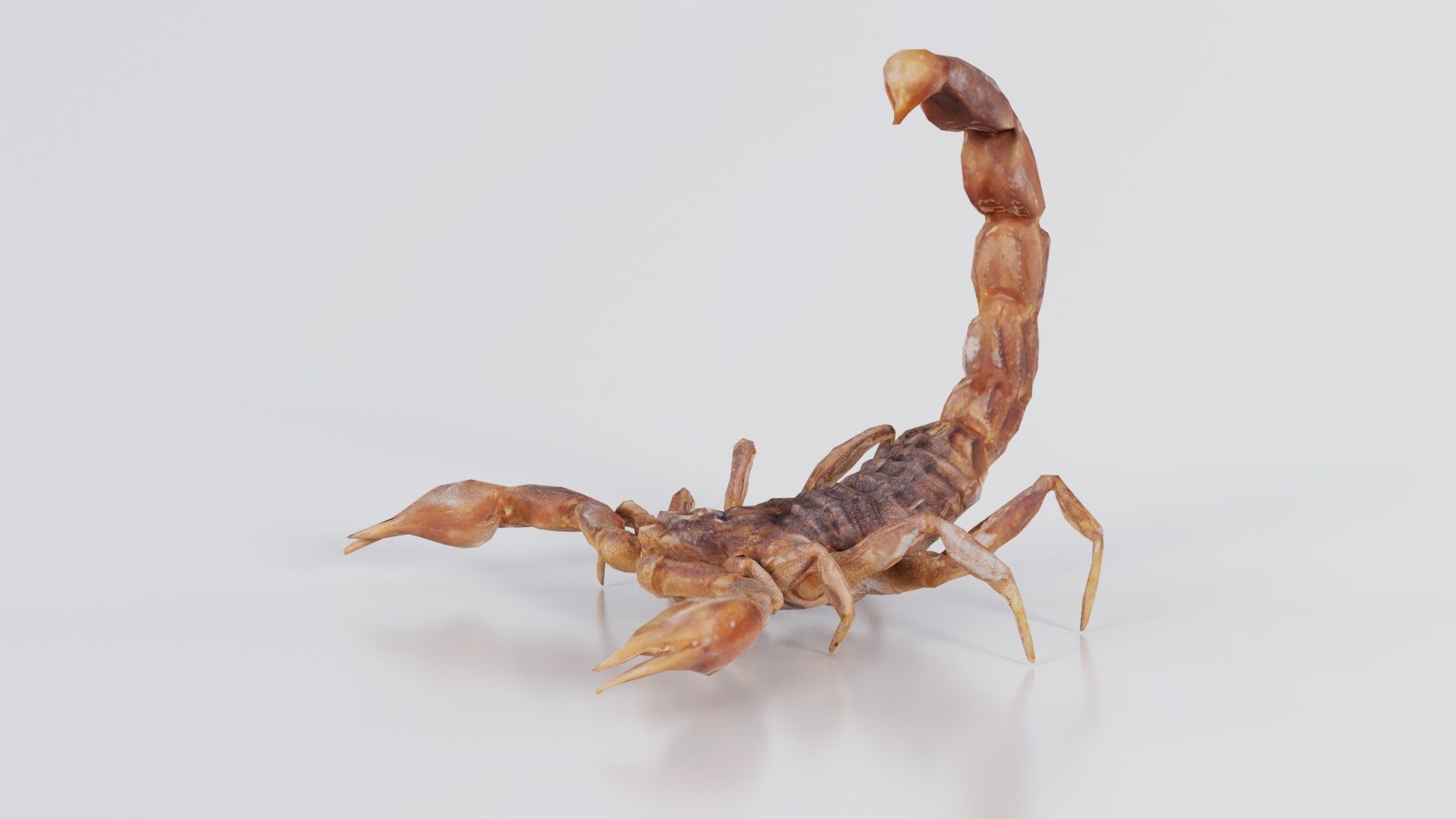Scorpio Maurus Palmatus Scorpion Low-poly 3D model_8