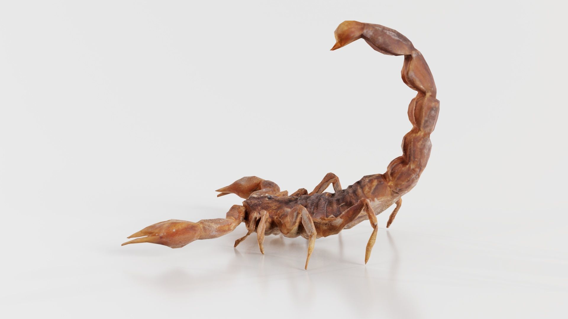 Scorpio Maurus Palmatus Scorpion Low-poly 3D model_1