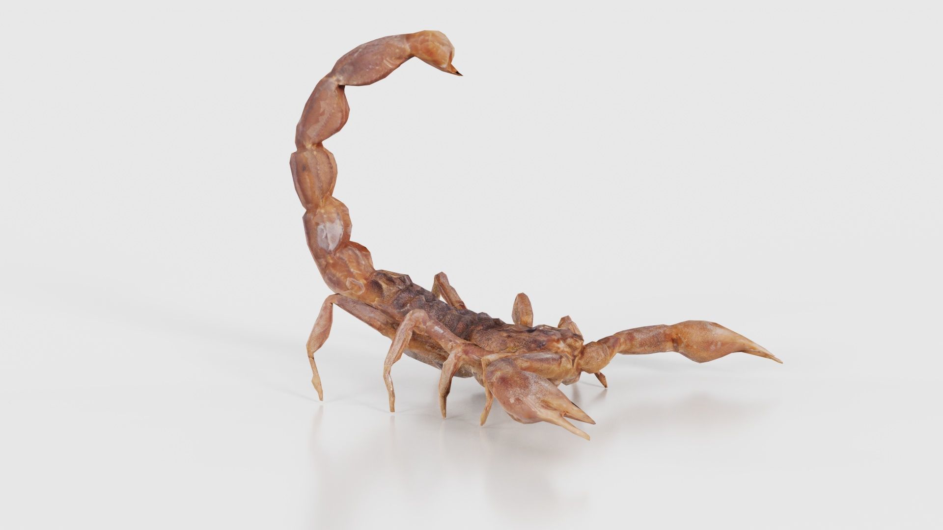 Scorpio Maurus Palmatus Scorpion Low-poly 3D model_19