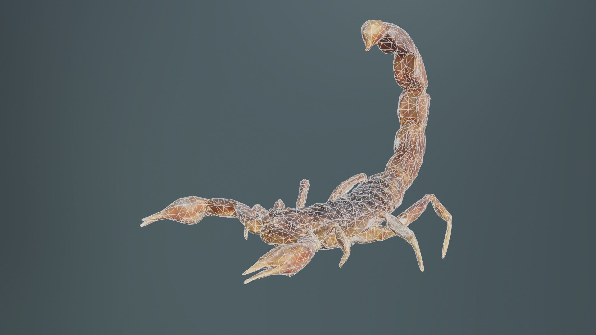 Scorpio Maurus Palmatus Scorpion Low-poly 3D model_9