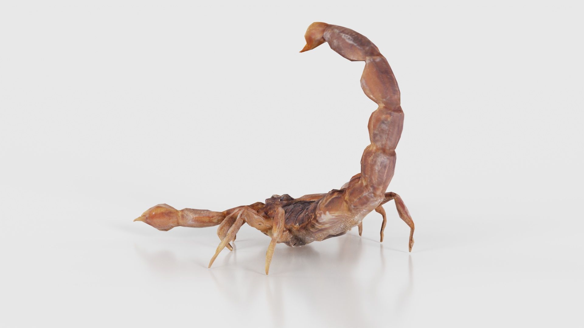 Scorpio Maurus Palmatus Scorpion Low-poly 3D model_24