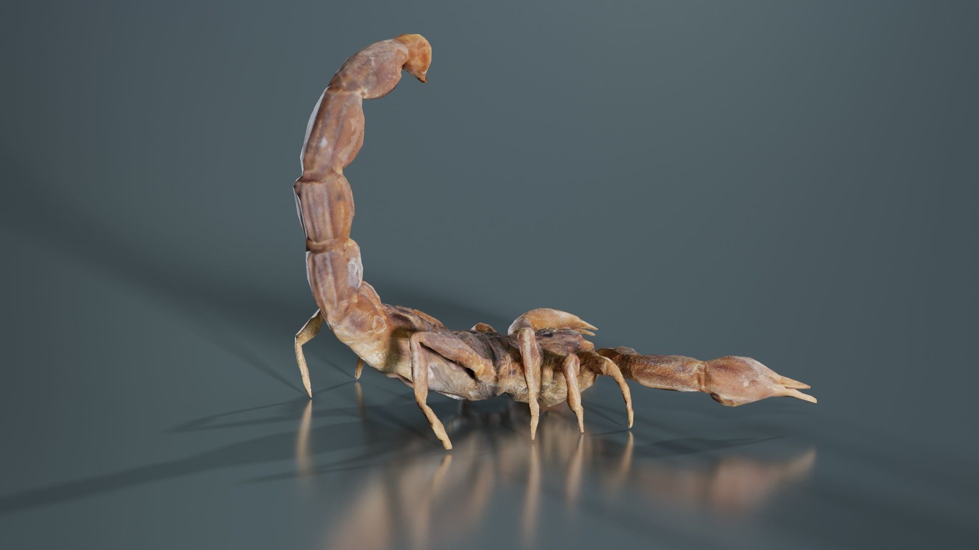 Scorpio Maurus Palmatus Scorpion Low-poly 3D model_5