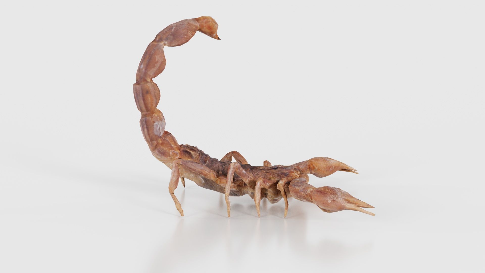 Scorpio Maurus Palmatus Scorpion Low-poly 3D model_20