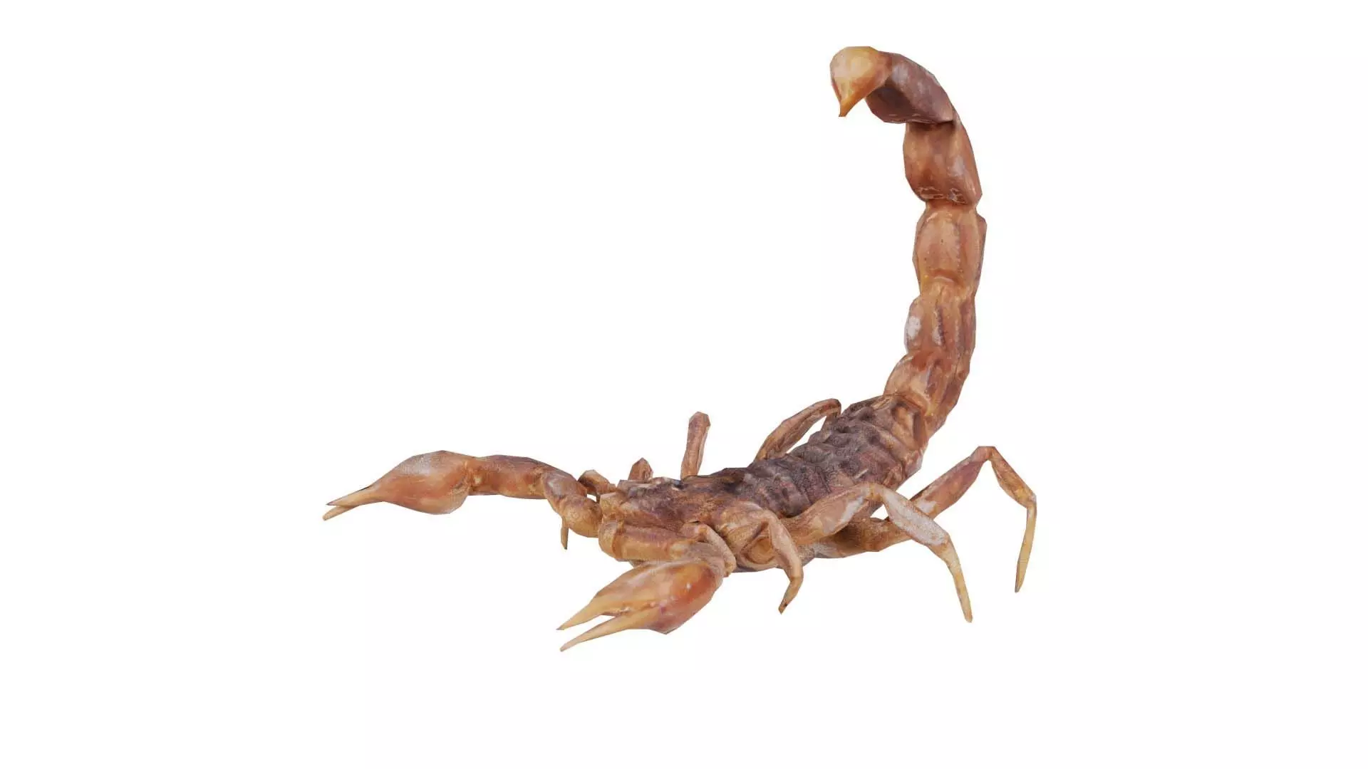 Scorpio Maurus Palmatus Scorpion Low-poly 3D model_0